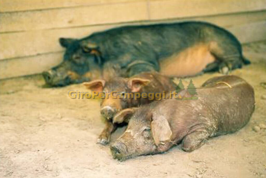 Sagra Della Porchetta Di Mora Romagnola a Brisighella (RA)