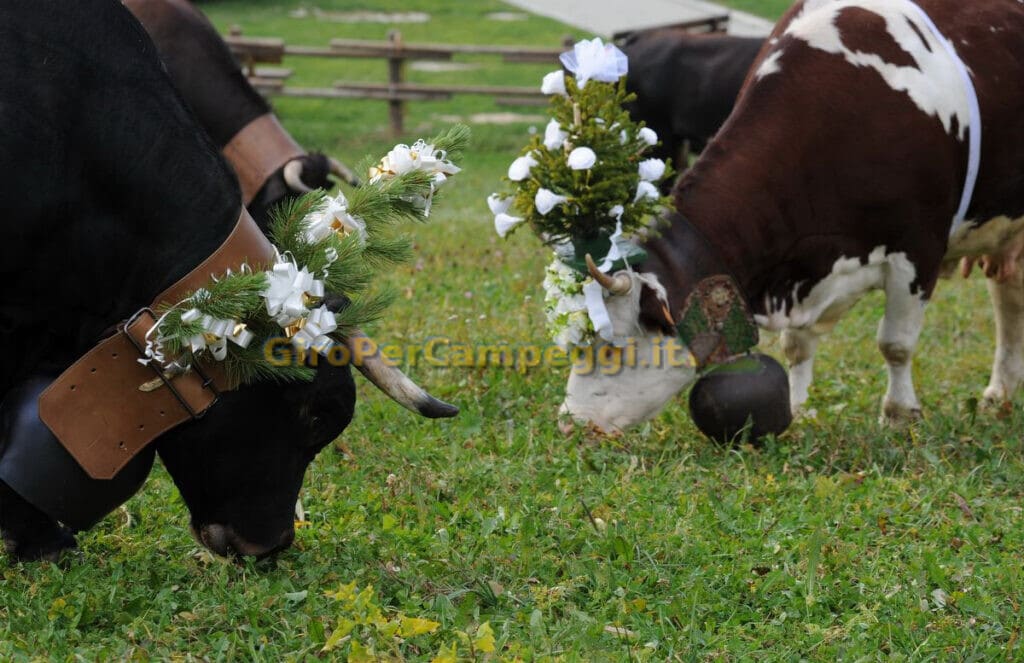 Devétéya é Féra de Cogne (AO)